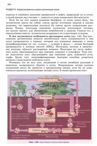ператур и огромного давления превратился в нефть, природный газ и уголь:
в какой именно вид топлива — зависело от ряда конкретных обстоятельств.
Если бы ни этот период развития биосферы, то очень может быть, что
человечество имело бы сейчас совсем другие источники энергии и вполне
возможно, что цивилизация получила бы совсем другое направление раз­
вития. Теперь, благодаря огромному количеству ископаемого топлива,
его вполне хватает для обеспечения потребностей в энергии. Сжигая его, в
определённом смысле, человечество возвращает его в круговорот углерода.
В чём заключаются особенности круговорота азота (рис. 146). При раз­
ложении органических веществ значительная часть содержащегося в них
азота превращается в аммиак, который под влиянием живущих в почве
нитрифицирующих (от лат. нитрум — селитра и фацио — делаю) бактерий
превращается в азотную кислоту (HN03). Последняя, вступая в химичес­
кие реакции, образует растворимые нитраты. Некоторая же часть свобод­
ного азота, образовавшегося при гниении, попадает в атмосферу. Туда так­
же выделяется азот, образующийся при сжигании дров, каменного угля,
торфа. Кроме того, денитрифицирующие бактерии способны разрушать
нитраты с выделением свободного азота.
Очевидно, что не весь азот, входивший в состав погибших растений и
животных, возвращается обратно в почву. Непрерывная потеря азотных
соединений могла бы привести к прекращению жизни, если бы не суще­
ствовали процессы, возмещающие потерю азота. К таким процессам отно-
208
РАЗДЕЛ IV. Надорганизменные уровни организации жизни
 