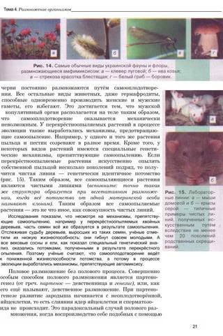 черви постоянно размножаются путём самооплодотворе­
ния. Все остальные виды животных, даже гермафродиты,
способные одновременно производить женские и мужские
гаметы, его избегают. Это достигается тем, что мужской
копулятивный орган располагается на теле таким образом,
что самооплодотворение оказывается механически
невозможным. У перекрёстноопыляемых растений в процессе
эволюции также выработались механизмы, предотвращаю­
щие самоопыление. Например, у одного и того же растения
пыльца и пестик созревают в разное время. Кроме того, у
некоторых видов растений имеются специальные генети­
ческие механизмы, препятствующие самоопылению. Если
перекрёстноопыляемые растения искусственно опылять
собственной пыльцой несколько поколений подряд, то полу­
чится чистая линия — генетически идентичное потомство
(рис. 15). Таким образом, все самоопыляющиеся растения
являются чистыми линиями (вспомните: точно такая
же структура образуется при вегетативном размноже­
нии, когда всё потомство от одной материнской особи
называют клоном). Таким образом все самоопыляемые
растения — это не что иное, как совокупность чистых линий.
Исследования показали, что несмотря на механизмы, препятству-
ющие самоопылению, например у перекрёстноопыляемых хвойных
деревьев, часть семян всё же образуется в результате самоопыления.
Отслеживая судьбу деревьев, выросших из таких семян, учёные отме­
тили их низкую жизнеспособность: они гибнут совсем молодыми. А
все вековые сосны и ели, как показал специальный генетический ана­
лиз. оказались потомками, полученными в результате перекрёстного
опыления. Поэтому учёные считают, что самооплодотворение ведёт
к пониженной жизнеспособности потомства, а потому в процессе
эволюции выработались механизмы, препятствующие автомиксису.
Половое размножение без полового процесса. Совершенно
особым способом полового размножения является партено­
генез (от греч. партенос — девственница и генезис), или, как
его ещё называют, девственное размножение. При партено­
генезе развитие зародыша начинается с неоплодотворённой,
яйцеклетки, то есть слияния ядер яйцеклетки и сперматозо-
ида не происходит. Это парадоксальный случай полового раз-
множения, когда воспроизводство себе подобных с помощью
21
Тема 4. Размножение организмов_____________________________________________________________
 