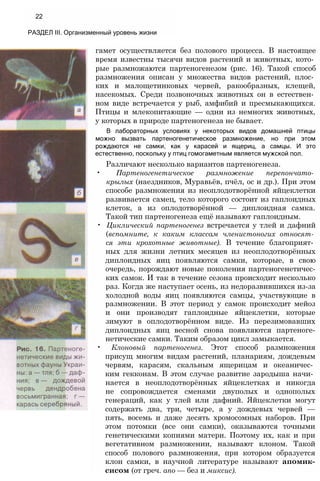 22
РАЗДЕЛ III. Организменный уровень жизни
гамет осуществляется без полового процесса. В настоящее
время известны тысячи видов растений и животных, кото­
рые размножаются партеногенезом (рис. 16). Такой способ
размножения описан у множества видов растений, плос­
ких и малощетинковых червей, ракообразных, клещей,
насекомых. Среди позвоночных животных он в естествен­
ном виде встречается у рыб, амфибий и пресмыкающихся.
Птицы и млекопитающие — одни из немногих животных,
у которых в природе партеногенеза не бывает.
В лабораторных условиях у некоторых видов домашней птицы
можно вызвать партеногенетическое размножение, но при этом
рождаются не самки, как у карасей и ящериц, а самцы. И это
естественно, поскольку у птиц гомогаметным является мужской пол.
Различают несколько вариантов партеногенеза.
• Партеногенетическое размножение перепончато­
крылых (наездников, Муравьёв, пчёл, ос и др.). При этом
способе размножения из неоплодотворённой яйцеклетки
развивается самец, тело которого состоит из гаплоидных
клеток, а из оплодотворённой — диплоидная самка.
Такой тип партеногенеза ещё называют гаплоидным.
• Циклический партеногенез встречается у тлей и дафний
(вспомните, к каким классам членистоногих относят­
ся эти крохотные животные). В течение благоприят­
ных для жизни летних месяцев из неоплодотворённых
диплоидных яиц появляются самки, которые, в свою
очередь, порождают новые поколения партеногенетичес-
ких самок. И так в течение сезона происходит несколько
раз. Когда же наступает осень, из недоразвившихся из-за
холодной воды яиц появляются самцы, участвующие в
размножении. В этот период у самок происходит мейоз
и они производят гаплоидные яйцеклетки, которые
зимуют в оплодотворённом виде. Из перезимовавших
диплоидных яиц весной снова появляются партеноге-
нетические самки. Таким образом цикл замыкается.
• Клоновый партеногенез. Этот способ размножения
присущ многим видам растений, планариям, дождевым
червям, карасям, скальным ящерицам и океаничес­
ким гекконам. В этом случае развитие зародыша начи­
нается в неоплодотворённых яйцеклетках и никогда
не сопровождается сменами двуполых и однополых
генераций, как у тлей или дафний. Яйцеклетки могут
содержать два, три, четыре, а у дождевых червей —
пять, восемь и даже десять хромосомных наборов. При
этом потомки (все они самки), оказываются точными
генетическими копиями матери. Поэтому их, как и при
вегетативном размножении, называют клоном. Такой
способ полового размножения, при котором образуется
клон самки, в научной литературе называют апомик-
сисом (от греч. апо — без и миксис).
 