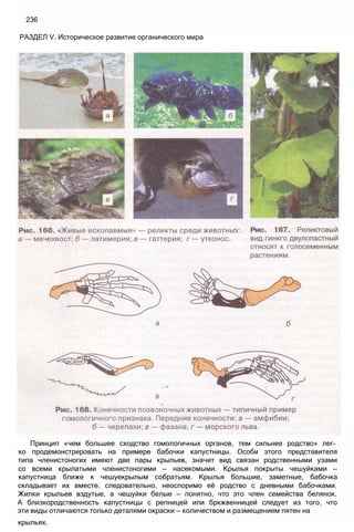 Принцип «чем большее сходство гомологичных органов, тем сильнее родство» лег­
ко продемонстрировать на примере бабочки капустницы. Особи этого представителя
типа членистоногих имеют две пары крыльев, значит вид связан родственными узами
со всеми крылатыми членистоногими — насекомыми. Крылья покрыты чешуйками —
капустница ближе к чешуекрылым собратьям. Крылья большие, заметные, бабочка
складывает их вместе, следовательно, неоспоримо её родство с дневными бабочками.
Жилки крыльев вздутые, а чешуйки белые — понятно, что это член семейства белянок.
А близкородственность капустницы с репницей или бркжвенницей следует из того, что
эти виды отличаются только деталями окраски — количеством и размещением пятен на
крыльях.
236
РАЗДЕЛ V. Историческое развитие органического мира
 