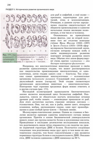 238
РАЗДЕЛ V. Историческое развитие органического мира
для рыб и амфибий, а ещё позже —
признаки, характерные для реп­
тилий, птиц и млекопитающих.
Очевидно, в данном случае зароды­
шевое сходство свидетельствует об
общности происхождения и единстве
начальных этапов эволюции позво­
ночных, в том числе и человека.
Основываясь на приведённых
выше фактах, уже во второй поло­
вине того же столетия немецкие
учёные Фриц Мюллер (1822—1897)
и Эрнст Геккель (1834—1919) сфор­
мулировали биогенетический закон,
согласно которому каждая особь в
своём индивидуальном развитии
повторяет историю развития своего
вида. Обычно этот закон формулиру­
ют очень кратко: «.онтогенез — это
быстрое повторение филогенеза».
Например, все многоклеточные животные проходят в своём
развитии одноклеточную стадию, что может рассматриваться
как свидетельство происхождения многоклеточных от одно­
клеточных, затем стадию одного слоя — бластулы. Так устро­
ены самые примитивные многоклеточные — колониальные
организмы (вспомните вольвокс). Следующий этап развития —
двухслойный мешок (гаструла). Этой стадии соответствует
организация двухслойных животных — кишечнополостных.
Повторение черт строения предковых форм можно отметить и
в других случаях (рис. 171).
Наглядной иллюстрацией правильности биогенетического
закона является жизненный цикл бесхвостых амфибий. Ока­
зывается, совсем не обязательно изучать ископаемые останки
древних рыб, чтобы понять — земноводные произошли от рыб.
Для этого достаточно изучить строение личинок лягушек —
головастиков. Они, так же, как и рыбы, имеют хвост, непарные
плавники, жабры, двухкамерное сердце, один круг кровообра­
щения и даже особый орган чувств — боковую линию.
Молекулярно-генетические данные. Одним из главных в био­
логии является принцип единства химического состава живых
организмов. Причём в основе биохимической универсальности
живого лежат две группы веществ: белки и нуклеиновые кислоты.
Проведённые в последние десятилетия исследования показали,
что родственность видов чётко отражается в их сходстве на уров­
не первичной структуры ДНК и белков. Получается следующая
тенденция: чем родственнее виды друг другу и чем выше их ана­
томическое сходство, тем более гомологичными у них являются
первичная структура белков и последовательность ДНК. Оказыва­
ется, ДНК человека одинакова с ДНК шимпанзе на 98 %.
 