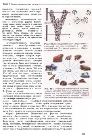 Тема 1. Основы эволюционного учения------------------------------------------------------- --------------------------- ------
накопили генетических различий,
тем сильнее отличаются своим стро­
ением, индивидуальным развитием
ж образом жизни.
Иерархичность таксономической сис-
темы и генетическое родство биологи-
ческих видов можно сравнить с родством
людей: виды одного рода — родные
братья и сёстры, одного семейства —
двоюродные, отряда — троюродные и
так далее. Таким образом, чем меньше
родство, тем меньше общих генов имеют
родственники или виды и тем меньше они
похожи друг на друга.
Проиллюстрировать последова­
тельность видообразовательных
процессов, приводящих к возник­
новению таксонов разного уровня
иерархии, можно на примере млеко­
питающих, история которых хоро­
шо известна. Первые виды самых
древних млекопитающих, которые
уже перестали быть рептилиями, но
ещё не стали настоящими зверями,
появились на Земле около 300 млн
лет назад, дав начало подклассам.
50—100 млн лет назад появились
представители всех современных
отрядов. Современные семейства —
результат эволюции видов, возник­
ших 10—20 млн, родов — 5—7 млн
лет назад. Современные виды млеко­
питающих сформировались только
1—2 млн лет назад.
Данная филогенетическая схема
эволюции млекопитающих относит­
ся к монофилитическим (от греч.
монос — один и филон — семейный клан) построениям, согласно
которым группа родственных видов путём дивергенции проис­
ходит от одного общего предка (рис. 184). В конкретном случае с
млекопитающими это значит, что все современные и вымершие
виды берут начало от одного древнего предкового вида.
Формы филогенеза. Магистральной формой филогенеза
является дивергентная эволюция на основе видообразова­
ния, когда из одного вида образуется несколько. Основными
факторами такого видообразования являются: естественный
отбор, изоляция, мутационная изменчивость, резкие перепады
численности популяций, вызывающие спонтанные изменения
частот генов. Их действие неизбежно приводит к тому, что разные
253
 