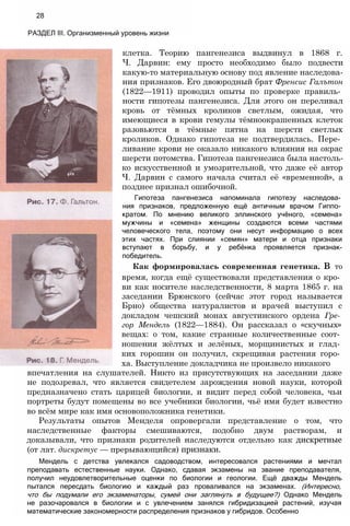 28
РАЗДЕЛ III. Организменный уровень жизни
клетка. Теорию пангенезиса выдвинул в 1868 г.
Ч. Дарвин: ему просто необходимо было подвести
какую-то материальную основу под явление наследова­
ния признаков. Его двоюродный брат Френсис Галътон
(1822—1911) проводил опыты по проверке правиль­
ности гипотезы пангенезиса. Для этого он переливал
кровь от тёмных кроликов светлым, ожидая, что
имеющиеся в крови гемулы тёмноокрашенных клеток
разовьются в тёмные пятна на шерсти светлых
кроликов. Однако гипотеза не подтвердилась. Пере­
ливание крови не оказало никакого влияния на окрас
шерсти потомства. Гипотеза пангенезиса была настоль­
ко искусственной и умозрительной, что даже её автор
Ч. Дарвин с самого начала считал её «временной», а
позднее признал ошибочной.
Гипотеза пангенезиса напоминала гипотезу наследова­
ния признаков, предложенную ещё античным врачом Гиппо­
кратом. По мнению великого эллинского учёного, «семена»
мужчины и «семена» женщины создаются всеми частями
человеческого тела, поэтому они несут информацию о всех
этих частях. При слиянии «семян» матери и отца признаки
вступают в борьбу, и у ребёнка проявляется признак-
победитель.
Как формировалась современная генетика. в то
время, когда ещё существовали представления о кро­
ви как носителе наследственности, 8 марта 1865 г. на
заседании Брюнского (сейчас этот город называется
Брно) общества натуралистов и врачей выступил с
докладом чешский монах августинского ордена Гре­
гор Мендель (1822—1884). Он рассказал о «скучных»
вещах: о том, какие странные количественные соот­
ношения жёлтых и зелёных, морщинистых и глад­
ких горошин он получил, скрещивая растения горо­
ха. Выступление докладчика не произвело никакого
впечатления на слушателей. Никто из присутствующих на заседании даже
не подозревал, что является свидетелем зарождения новой науки, которой
предназначено стать царицей биологии, и видит перед собой человека, чьи
портреты будут помещены во все учебники биологии, чьё имя будет известно
во всём мире как имя основоположника генетики.
Результаты опытов Менделя опровергали представление о том, что
наследственные факторы смешиваются, подобно двум растворам, и
доказывали, что признаки родителей наследуются отдельно как дискретные
(от лат. дискретус — прерывающийся) признаки.
Мендель с детства увлекался садоводством, интересовался растениями и мечтал
преподавать естественные науки. Однако, сдавая экзамены на звание преподавателя,
получил неудовлетворительные оценки по биологии и геологии. Ещё дважды Мендель
пытался пересдать биологию и каждый раз проваливался на экзаменах. (Интересно,
что бы подумали его экзаменаторы, сумей они заглянуть в будущее?) Однако Мендель
не разочаровался в биологии и с увлечением занялся гибридизацией растений, изучая
математические закономерности распределения признаков у гибридов. Особенно
 