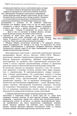 интересными оказались опыты с растениями гороха, которые
отличались такими качественными признаками: семена
гладкие или морщинистые, жёлтые или зелёные, выпуклые
или с перетяжками. Потомство, полученное от скрещивания
разных форм растений, Мендель подсчитывал. До него такого
математического анализа никто никогда не делал. Оказалось,
что количественные соотношения у потомков разных поко-
лений всегда одинаковые. Он опубликовал результаты своих
исследований и разослал их 40 наиболее известным
ботаникам того времени, однако никто из них не нашёл ничего
интересного в работе чешского монаха. Мендель попробовал
поторить свои опыты с другим растением — ястребинкой и
с животными — пчёлами. К сожалению, эти опыты ничего не
Дело в том, что случайно он выбрал объекты, наследо-
вание признаков которых, как сейчас стало понятным,
в принципе не может быть таким, как у гороха, поскольку
размножение этих видов происходит при помощи партено-
генеза. В результате и сам учёный перестал верить в своё
открытие. Через три года после исторического доклада
Г. Менделя избрали настоятелем монастыря и он прекратил биологи­
ческие исследования, так никогда и не узнав, что результаты его иссле-
дований, опубликованные в материалах заседания Брюнского общества
натуралистов и врачей, через 35 лет будут подтверждены, и его имя станет
именем основоположника генетики.
Категорическое несогласие с гипотезой пангенезиса высказал
выдающийся биолог Август Вейсман (1834—1914). Продол­
жительные занятия с микроскопом повредили его зрение.
Будучи вынужден прекратить любимые микробиологические
исследования, он посвятил себя теоретическим аспектам био­
логии и сделал дерзкие предположения, которые со временем
оказались просто гениальной предтечей будущих открытий.
В частности, именно он выдвинул гипотезу о том, что количе­
ство хромосом в половых клетках должно быть вдвое меньше,
чем в соматических. В противоположность теории пангене­
зиса, учёный предположил, что зачаточные клетки и клетки
тела — принципиально разные. Также он выдвинул идею, что
неизвестный тогда наследственный фактор должен иметь
дискретную природу. Это со временем подтвердило открытие
носителей наследственной информации — генов. Вейсман пред­
ложил гипотезу «бессмертной зачаточной плазмы». Согласно
ей существует «бессмертная частица жизни», которая, в отли­
чие от смертных соматических клеток, никогда не умирает и
передаётся от родителей потомству в ряду поколений.
А. Вейсман действительно сделал значительный вклад в генетику.
Неслучайно в Советском Союзе в 40—50 годах XX ст., когда была
запрещена истинная генетика, ей дали бранное название «вейсманизм —
менделизм — морганизм». Кроме того, учёный внёс значительный вклад в
эволюционное учение. В частности, он доказал ненаследственный харак­
тер приобретённых при жизни механических повреждений; возразил
против принципа развития под влиянием чисто внутренних причин;
признал главным фактором эволюции естественный отбор, на помощь
которому приходит смешение родительских «зачаточных плазм».
29
Тема 5. Закономерности наследственности_______________________________________________
 