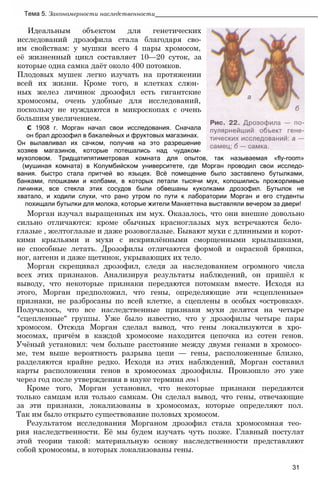 Тема 5. Закономерности наследственности______________________________________________
Идеальным объектом для генетических
исследований дрозофила стала благодаря сво-
им свойствам: у мушки всего 4 пары хромосом,
её жизненный цикл составляет 10—20 суток, за
которые одна самка даёт около 400 потомков.
Плодовых мушек легко изучать на протяжении
всей их жизни. Кроме того, в клетках слюн­
ных желез личинок дрозофил есть гигантские
хромосомы, очень удобные для исследований,
поскольку не нуждаются в микроскопах с очень
большим увеличением.
С 1908 г. Морган начал свои исследования. Сначала
он брал дрозофил в бакалейных и фруктовых магазинах.
Он вылавливал их сачком, получив на это разрешение
хозяев магазинов, которые потешались над чудаком-
мухоловом. Тридцатипятиметровая комната для опытов, так называемая «fly-room»
(мушиная комната) в Колумбийском университете, где Морган проводил свои исследо-
вания. быстро стала притчей во языцех. Всё помещение было заставлено бутылками,
банками, плошками и колбами, в которых летали тысячи мух, копошились прожорливые
личинки, все стекла этих сосудов были обвешаны куколками дрозофил. Бутылок не
хватало, и ходили слухи, что рано утром по пути к лаборатории Морган и его студенты
похищали бутылки для молока, которые жители Манхеттена выставляли вечером за двери!
Морган изучал выращенных им мух. Оказалось, что они внешне довольно
сильно отличаются: кроме обычных красноглазых мух встречаются бело­
глазые , желтоглазые и даже розовоглазые. Бывают мухи с длинными и корот­
кими крыльями и мухи с искривлёнными сморщенными крылышками,
не способные летать. Дрозофилы отличаются формой и окраской брюшка,
ног, антенн и даже щетинок, укрывающих их тело.
Морган скрещивал дрозофил, следя за наследованием огромного числа
всех этих признаков. Анализируя результаты наблюдений, он пришёл к
выводу, что некоторые признаки передаются потомкам вместе. Исходя из
этого, Морган предположил, что гены, определяющие эти «сцепленные»
признаки, не разбросаны по всей клетке, а сцеплены в особых «островках».
Получалось, что все наследственные признаки мухи делятся на четыре
"сцепленные" группы. Уже было известно, что у дрозофилы четыре пары
хромосом. Отсюда Морган сделал вывод, что гены локализуются в хро­
мосомах, причём в каждой хромосоме находится цепочка из сотен генов.
Учёный установил: чем больше расстояние между двумя генами в хромосо­
ме, тем выше вероятность разрыва цепи — гены, расположенные близко,
разделяются крайне редко. Исходя из этих наблюдений, Морган составил
карты расположения генов в хромосомах дрозофилы. Произошло это уже
через год после утверждения в науке термина ген
Кроме того, Морган установил, что некоторые признаки передаются
только самцам или только самкам. Он сделал вывод, что гены, отвечающие
за эти признаки, локализованы в хромосомах, которые определяют пол.
Так им было открыто существование половых хромосом.
Результатом исследования Морганом дрозофил стала хромосомная тео­
рия наследственности. Её мы будем изучать чуть позже. Главный постулат
этой теории такой: материальную основу наследственности представляют
собой хромосомы, в которых локализованы гены.
31
 
