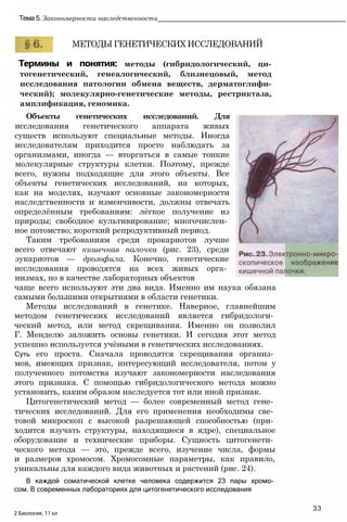 Термины и понятия: методы (гибридологический, ци-
тогенетический, генеалогический, близнецовый, метод
исследования патологии обмена веществ, дерматоглифи-
ческий); молекулярно-генетические методы, рестриктаза,
амплификация, геномика.
Объекты генетических исследований. Для
исследования генетического аппарата живых
существ используют специальные методы. Иногда
исследователям приходится просто наблюдать за
организмами, иногда — вторгаться в самые тонкие
молекулярные структуры клетки. Поэтому, прежде
всего, нужны подходящие для этого объекты. Все
объекты генетических исследований, на которых,
как на моделях, изучают основные закономерности
наследственности и изменчивости, должны отвечать
определённым требованиям: лёгкое получение из
природы; свободное культивирование; многочислен­
ное потомство; короткий репродуктивный период.
Таким требованиям среди прокариотов лучше
всего отвечают кишечная палочка (рис. 23), среди
зукариотов — дрозофила. Конечно, генетические
исследования проводятся на всех живых орга­
низмах, но в качестве лабораторных объектов
Тема 5. Закономерности наследственности_________________________________________________
МЕТОДЫ ГЕНЕТИЧЕСКИХ ИССЛЕДОВАНИЙ
чаще всего используют эти два вида. Именно им наука обязана
самыми большими открытиями в области генетики.
Методы исследований в генетике. Наверное, главнейшим
методом генетических исследований является гибридологи­
ческий метод, или метод скрещивания. Именно он позволил
Г. Менделю заложить основы генетики. И сегодня этот метод
успешно используется учёными в генетических исследованиях.
Суть его проста. Сначала проводятся скрещивания организ­
мов, имеющих признак, интересующий исследователя, потом у
полученного потомства изучают закономерности наследования
этого признака. С помощью гибридологического метода можно
установить, каким образом наследуется тот или иной признак.
Цитогенетический метод — более современный метод гене­
тических исследований. Для его применения необходимы све­
товой микроскоп с высокой разрешающей способностью (при­
ходится изучать структуры, находящиеся в ядре), специальное
оборудование и технические приборы. Сущность цитогенети­
ческого метода — это, прежде всего, изучение числа, формы
и размеров хромосом. Хромосомные параметры, как правило,
уникальны для каждого вида животных и растений (рис. 24).
В каждой соматической клетке человека содержится 23 пары хромо­
сом. В современных лабораториях для цитогенетического исследования
33
2 Биология, 11 кл
 