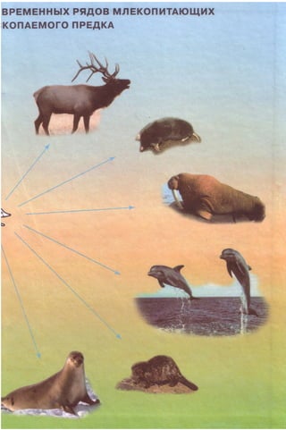 11_b_m_r-яв адлпвад лпчвадж плвджав апччв