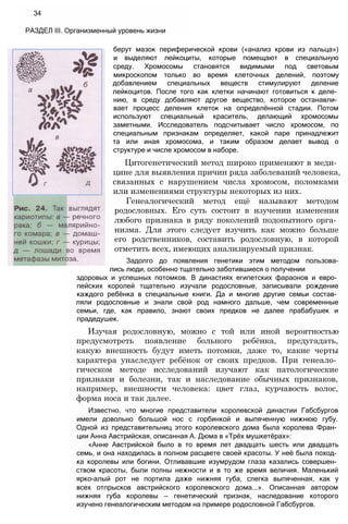 34
РАЗДЕЛ III. Организменный уровень жизни
берут мазок периферической крови («анализ крови из пальца»)
и выделяют лейкоциты, которые помещают в специальную
среду. Хромосомы становятся видимыми под световым
микроскопом только во время клеточных делений, поэтому
добавлением специальных веществ стимулируют деление
лейкоцитов. После того как клетки начинают готовиться к деле­
нию, в среду добавляют другое вещество, которое останавли­
вает процесс деления клеток на определённой стадии. Потом
используют специальный краситель, делающий хромосомы
заметными. Исследователь подсчитывает число хромосом, по
специальным признакам определяет, какой паре принадлежит
та или иная хромосома, и таким образом делает вывод о
структуре и числе хромосом в наборе.
Цитогенетический метод широко применяют в меди­
цине для выявления причин ряда заболеваний человека,
связанных с нарушением числа хромосом, поломками
или изменениями структуры некоторых из них.
Генеалогический метод ещё называют методом
родословных. Его суть состоит в изучении изменения
любого признака в ряду поколений подопытного орга­
низма. Для этого следует изучить как можно больше
его родственников, составить родословную, в которой
отметить всех, имеющих анализируемый признак.
Задолго до появления генетики этим методом пользова-
лись люди, особенно тщательно заботившиеся о получении
здоровых и успешных потомков. В династиях египетских фараонов и евро­
пейских королей тщательно изучали родословные, записывали рождение
каждого ребёнка в специальные книги. Да и многие другие семьи состав­
ляли родословные и знали свой род намного дальше, чем современные
семьи, где, как правило, знают своих предков не далее прабабушек и
прадедушек.
Изучая родословную, можно с той или иной вероятностью
предусмотреть появление больного ребёнка, предугадать,
какую внешность будут иметь потомки, даже то, какие черты
характера унаследует ребёнок от своих предков. При генеало­
гическом методе исследований изучают как патологические
признаки и болезни, так и наследование обычных признаков,
например, внешности человека: цвет глаз, курчавость волос,
форма носа и так далее.
Известно, что многие представители королевской династии Габсбургов
имели довольно большой нос с горбинкой и выпяченную нижнюю губу.
Одной из представительниц этого королевского дома была королева Фран­
ции Анна Австрийская, описанная А. Дюма в «Трёх мушкетёрах»:
«Анне Австрийской было в то время лет двадцать шесть или двадцать
семь, и она находилась в полном расцвете своей красоты. У неё была поход­
ка королевы или богини. Отливавшие изумрудом глаза казались совершен­
ством красоты, были полны нежности и в то же время величия. Маленький
ярко-алый рот не портила даже нижняя губа, слегка выпяченная, как у
всех отпрысков австрийского королевского дома...». Описанная автором
нижняя губа королевы — генетический признак, наследование которого
изучено генеалогическим методом на примере родословной Габсбургов.
 