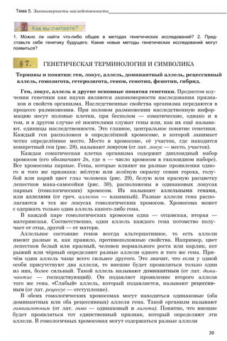 Термины и понятия: ген, локус, аллель, доминантный аллель, рецессивный
аллель, гомозигота, гетерозигота, геном, генотип, фенотип, гибрид.
Ген, локус, аллель и другие основные понятия генетики. Предметом изу­
чения генетики как науки являются закономерности наследования призна-
ков и свойств организма. Наследственные свойства организма передаются в
процессе размножения. При половом размножении наследственную инфор­
мацию несут половые клетки, при бесполом — соматические, однако и в
том, и в другом случае её носителями служат гены или, как их ещё называ­
ют. единицы наследственности. Это главное, центральное понятие генетики.
Каждый ген расположен в определённой хромосоме, в которой занимает
четко определённое место. Место в хромосоме, её участок, где находится
конкретный ген (рис. 28), называют локусом (от лат. локус — место, участок).
Каждая соматическая клетка организма содержит диплоидный набор
хромосом (его обозначают 2п, где п — число хромосом в гаплоидном наборе).
Все хромосомы парные. Гены, которые влияют на разные проявления одно­
го и того же признака: жёлтую или зелёную окраску семян гороха, голу­
бой или карий цвет глаз человека (рис. 29), белую или красную расцветку
лепестков мака-самосейки (рис. 30), расположены в одинаковых локусах
парных (гомологических) хромосом. Их называют аллельными генами,
или аллелями (от греч. аллелон — взаимный). Разные аллели гена распо­
лагаются в тех же локусах гомологических хромосом. Хромосома может
с одержать только один аллель какого-либо гена.
В каждой паре гомологических хромосом одна — отцовская, вторая —
материнская. Соответственно, один аллель каждого гена потомство полу­
чает от отца, другой — от матери.
Аллельное состояние генов всегда альтернативное, то есть аллели
имеют разные и, как правило, противоположные свойства. Например, цвет
лепестков белый или красный, человек нормального роста или карлик, кот
рыжий или чёрный определяют разные аллели одного и того же гена. При­
чём один аллель чаще всего сильнее другого. Это значит, что если у одной
особи присутствуют два аллеля, то внешне будет проявляться только один
из них, более сильный. Такой аллель называют доминантным (от лат. доми-
чантис — господствующий). Он подавляет проявление второго аллеля
того же гена. «Слабый» аллель, который подавляется, называют рецессив­
ным (от лат. рецессус — отступление).
В обеих гомологических хромосомах могут находиться одинаковые (оба
доминантных или оба рецессивных) аллеля гена. Такой организм называют
гомозиготным (от лат. гомо — одинаковый и зигота). Понятно, что внешне
будет проявляться тот единственный признак, который определяют эти
аллели. В гомологичных хромосомах могут содержаться разные аллели
39
ГЕНЕТИЧЕСКАЯ ТЕРМИНОЛОГИЯ И СИМВОЛИКА
1. Можно ли найти что-либо общее в методах генетических исследований? 2. Пред-
ставьте себе генетику будущего. Какие новые методы генетических исследований могут
появиться?
Тема 5. Закономерности наследственности_______________________________________________
 