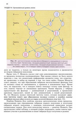 деле не теряется, а только на некоторое время подавляется и проявляется
во втором гибридном поколении.
Кроме того, Г. Мендель сделал ещё одно революционное предположение,
со временем полностью подтверждённое. При жизни учёного не было ничего
известно о том, что носителями информации являются гены, что существу­
ют хромосомы, и набор их парный, о том, что такое мейоз. Однако Мендель
сумел увидеть, что при образовании гибридов наследственные факторы (так
он называл гены) не смешиваются, а хранятся в неизменном виде. Кроме
того, он определил, что в каждую гамету попадает только один фактор, то
есть гаметы «чисты» от смешанных признаков. Таким образом, у гибрида
присутствуют оба фактора — доминантный и рецессивный, а проявление
признака определяет, какой из них доминантный, а какой рецессивный.
То, что Мендель назвал гипотезой чистоты гамет, сегодня называют зако­
ном чистоты гамет: при образовании половых клеток в каждую гамету
попадает только один аллель из пары аллелей данного гена (рис. 31).
Решётка Пеннета Для удобства анализа цитологических основ процессов,
происходящих при скрещивании гибридов первого поколения и получении
гибридов второго поколения, с помощью генетической символики делают
специальные записи. Для этого используют модель — решётку Пеннета. Она
представляет собой таблицу, в которой удобно записывать, какие гаметы при­
нимают участие в размножении и какие гибриды будут получены в разных
44
РАЗДЕЛ III. Организменный уровень жизни
 