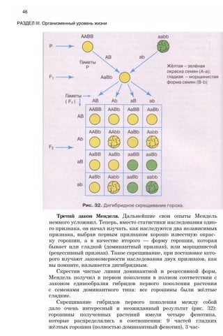 Третий закон Менделя. Дальнейшие свои опыты Мендель
немного усложнил. Теперь, вместо статистики наследования одно­
го признака, он начал изучать, как наследуются два независимых
признака, выбрав первым признаком хорошо известную окрас­
ку горошин, а в качестве второго — форму горошин, которая
бывает или гладкой (доминантный признак), или морщинистой
(рецессивный признак). Такое скрещивание, при постановке кото­
рого изучают закономерности наследования двух признаков, как
вы помните, называется дигибридным.
Скрестив чистые линии доминантной и рецессивной форм,
Мендель получил в первом поколении в полном соответствии с
законом единообразия гибридов первого поколения растения
с семенами доминантного типа: все горошины были жёлтые
гладкие.
Скрещивание гибридов первого поколения между собой
дало очень интересный и неожиданный результат (рис. 32):
горошины полученных растений имели четыре фенотипа,
которые распределялись в соотношении: 9 частей гладких
жёлтых горошин (полностью доминантный фенотип), 3 час-
46
РАЗДЕЛ III. Организменный уровень жизни
 
