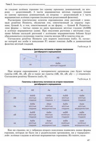 Как ни странно, но у гибридов второго поколения появились новые формы
горошин, которых не было ни у родительских организмов, ни у «прародите­
лей»: зелёные гладкие и жёлтые морщинистые горошины. Из такого, каза-
47
При втором скрещивании у материнского организма уже будет четыре
гаметы (АВ, Ab, аВ, ab) и такие же гаметы (АВ, Ab, аВ, ab) — у отцовского.
Составляем решётку Пеннета (табл. 6).
Т а б л и ц а 6
Генотипы и фенотипы потомков во втором поколении
дигибридного скрещивания
ти гладких зелёных горошин (по одному признаку доминантный, по вто­
рому — рецессивный), 3 части морщинистых жёлтых горошин (также
по одному признаку доминантный, по второму — рецессивный) и 1 часть
морщинистых зелёных горошин (полностью рецессивный фенотип).
Рассмотрим генетические аспекты скрещивания этих растений с помо­
щью решётки Пеннета, обозначив ген, ответственный за окраску горо­
шин, буквой А, а ген, ответственный за их форму, — буквой В. Родитель­
ские формы — чистые линии по двум признакам: жёлтые гладкие (ААВВ)
и зелёные морщинистые (аавв). При опылении растения с жёлтыми глад­
кими бобами пыльцой растений с зелёными морщинистыми бобами будут
образовываться следующие гаметы: гаметы матери АВ и гаметы отца ав.
Составляем решётку Пеннета для первого поколения (табл. 5), соглас­
но которой все особи в поколении F1 имеют генотип АаВв и доминантный
фенотип жёлтый гладкий.
Т а б л и ц а 5
Генотипы и фенотипы потомков в первом поколении
дигибридного скрещивания
Тема 5. Закономерности наследственности________________________________________________
 