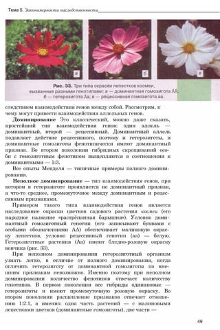 следствием взаимодействия генов между собой. Рассмотрим, к
чему могут привести взаимодействия аллельных генов.
Доминирование Это классический, можно даже сказать,
простейший тип взаимодействия генов: один аллель —
доминантный, второй — рецессивный. Доминантный аллель
подавляет действие рецессивного, поэтому и гетерозиготы, и
доминантные гомозиготы фенотипически имеют доминантный
признак. Во втором поколении гибридных скрещиваний осо­
би с гомозиготным фенотипом выщепляются в соотношении к
доминантными — 1:3.
Все опыты Менделя — типичные примеры полного домини­
рования.
Неполное доминирование — тип взаимодействия генов, при
котором в гетерозиготе проявляется не доминантный признак,
а что-то среднее, промежуточное между доминантным и рецес­
сивным признаками.
Примером такого типа взаимодействия генов является
наследование окраски цветков садового растения космеи (его
народное название «растрёпанная барышня»). Условно доми­
нантный гомозиготный генотип (его записывают буквами с
особыми обозначениями АА) обеспечивает малиновую окрас­
ку лепестков, условно рецессивный генотип (аа) — белую.
Гетерозиготные растения (Аа) имеют бледно-розовую окраску
венчика (рис. 33).
При неполном доминировании гетерозиготный организм
узнать легко, в отличие от полного доминирования, когда
отличить гетерозиготу от доминантной гомозиготы по вне­
шним признакам невозможно. Именно поэтому при неполном
доминировании количество фенотипов отвечает количеству
генотипов. В первом поколении все гибриды одинаковые —
гетерозиготы и имеют промежуточную розовую окраску. Во
втором поколении расщепление признаков отвечает отноше­
нию 1:2:1, а именно: одна часть растений — с малиновыми
лепестками цветков (доминантные гомозиготы), две части —
49
Тема 5. Закономерности наследственности__________________________________________________
 