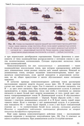 и при нормальном дигибридном скрещивании. Однако фенотипы в зави­
симости от типа взаимодействия распределяются у потомков совсем в дру­
гих количественных соотношениях. Сегодня определяют несколько типов
таких взаимодействий.
Комплементарность (от лат. комплементум — дополнение) — такое
взаимодействие неаллельных генов, при котором одновременное действие
двух доминантных генов разных локусов даёт новый признак. Каждый из
доминантных генов, которые называют комплементарными, может про­
являться самостоятельно, если другой находится в рецессивном состоя­
нии, но их общее присутствие в зиготе обуславливает новое состояние
признака.
В качестве примера комплементарного действия генов рассмотрим
наследование окраски шерсти домовой мыши (рис. 35). В самом простом
случае оно зависит от двух генов. Ген А отвечает за наличие пигмента, ген
В — за цвет этого пигмента. При наличии доминантного аллеля А пигмент
производится, и мышь окрашена, тогда как особь с генотипом аа лишена
пигмента и имеет белый цвет шерсти независимо от того, какой цвет пиг­
мента «запрограммирован» геном В. Доминантный аллель В обуславливает
серый цвет шерсти, рецессивный — чёрный. Таким образом особь с гено­
типами с участием доминантных аллелей А и В будет иметь серый окрас
«дикого типа». Если в генотипе у неё доминантный аллель А и рецессив­
ная гомозигота bb — мышь будет чёрной, а если у неё будет гомозиготный
генотип аа — то соответственно белой (если хотите, составьте решётку
Пеннета и попробуйте подсчитать соотношение фенотипов во втором
поколении дигибридного скрещивания).
Ещё один пример комплементарного действия генов — наследование
окраски оперения у волнистых попугайчиков (рис. 36). Ген А отвечает за
синтез голубого пигмента. При доминантном аллеле А голубой пигмент
55
Тема 5. Закономерности наследственности________________________________________________
 
