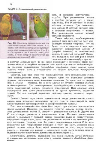 56
РАЗДЕЛ III. Организменный уровень жизни
есть, и оперение попугайчика —
голубое. При рецессивном аллеле
а голубого пигмента нет, и опере­
ние белое. Ген В отвечает за синтез
жёлтого пигмента. При доминант­
ном аллеле В жёлтый пигмент есть,
и оперение попугайчика — жёлтое.
При рецессивном аллеле жёлтый
пигмент отсутствует.
Таким образом, комбинирование
аллелей этих двух локусов даёт ком­
бинацию окраски оперенья. Что же
будет, если в генотипе птицы при­
сутствуют доминантный аллель А
(голубой пигмент) и доминантный
аллель В (жёлтый пигмент)? Навер­
ное, каждый из вас хоть раз в жизни
смешивал жёлтую и голубую краски
и получал зелёный цвет. То же самое происходит с оперением птиц: сме­
шение жёлтого и голубого пигментов даёт новый признак — зелёную окрас­
ку оперения попугайчиков (попробуйте определить, какие именно типы
окраски могут быть у попугайчиков во втором поколении дигибридных
скрещиваний).
Эпистаз, или ещё один тип взаимодействий двух неаллельных генов.
Тип взаимодействия генов, при котором один ген подавляет действие
другого, неаллельного гена, называют эпистазом (от греч. эпи — сверху,
над и стасис — стояние). Ни в коем случае не путайте понятия эпистаз
и доминирование. При доминировании взаимодействуют аллельные гены,
когда доминантный аллель подавляет рецессивный. При эпистазе один
структурный ген, даже расположенный на другой хромосоме, подавляет
другой. Тот ген, который подавляет действие другого, называют супрес­
сором.
Эпистаз бывает двух типов: доминантный, когда доминантный аллель
одного гена подавляет проявление другого гена, и рецессивный (в этом
случае функцию супрессора берёт на себя рецессивный аллель).
Этот тип взаимодействия генов был открыт при анализе наследования
масти лошадей. Известно, что вороную (чёрную) окраску шерсти опреде­
ляет доминантный аллель В, рыжую — рецессивный аллель Ь. Другой ген
С контролирует развитие и пигментацию волос. Наличие доминантного
аллеля С вызывает у лошадей раннее поседение волос и, соответственно,
определяет серую масть, тогда как рецессивный аллель с не вызывает ран­
него поседения. Наличие хотя бы одного доминантного аллеля С (в виде
гомозиготы или гетерозиготы) приводит к тому, что масть лошадей из-за
ранней седины всегда будет серой независимо от того, какую окраску
шерсти — вороную или рыжую — определяют гены цвета окраски шерсти.
В данном случае имеет место доминантный эпистаз (рис. 37).
Епистатическим действием рецессивного гена можно объяснить случай отклонения
от стандартного наследования групп крови у человека, названного «бомбейским фено­
меном».
 