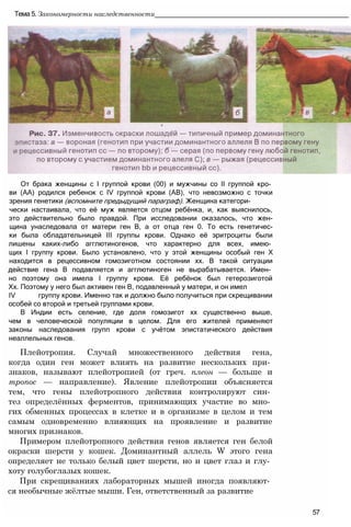 От брака женщины с I группой крови (00) и мужчины со II группой кро­
ви (АА) родился ребенок с IV группой крови (АВ), что невозможно с точки
зрения генетики (вспомните предыдущий параграф). Женщина категори-
чески настаивала, что её муж является отцом ребёнка, и, как выяснилось,
это действительно было правдой. При исследовании оказалось, что жен-
щина унаследовала от матери ген В, а от отца ген 0. То есть генетичес-
ки была обладательницей III группы крови. Однако её эритроциты были
лишены каких-либо агглютиногенов, что характерно для всех, имею­
щих I группу крови. Было установлено, что у этой женщины особый ген X
находится в рецессивном гомозиготном состоянии хх. В такой ситуации
действие гена В подавляется и агглютиноген не вырабатывается. Имен­
но поэтому она имела I группу крови. Её ребёнок был гетерозиготой
Хх. Поэтому у него был активен ген В, подавленный у матери, и он имел
IV группу крови. Именно так и должно было получиться при скрещивании
особей со второй и третьей группами крови.
В Индии есть селение, где доля гомозигот хх существенно выше,
чем в человеческой популяции в целом. Для его жителей применяют
законы наследования групп крови с учётом эпистатического действия
неаллельных генов.
Плейотропия. Случай множественного действия гена,
когда один ген может влиять на развитие нескольких при­
знаков, называют плейотропией (от греч. плеон — больше и
mponoc — направление). Явление плейотропии объясняется
тем, что гены плейотропного действия контролируют син­
тез определённых ферментов, принимающих участие во мно­
гих обменных процессах в клетке и в организме в целом и тем
самым одновременно влияющих на проявление и развитие
многих признаков.
Примером плейотропного действия генов является ген белой
окраски шерсти у кошек. Доминантный аллель W этого гена
определяет не только белый цвет шерсти, но и цвет глаз и глу­
хоту голубоглазых кошек.
При скрещиваниях лабораторных мышей иногда появляют­
ся необычные жёлтые мыши. Ген, ответственный за развитие
57
Тема 5. Закономерности наследственности__________________________________________________
 