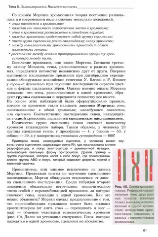 61
Со времён Моргана хромосомная теория постоянно развива­
лась и в современном виде включает несколько положений.
• гены находятся в хромосомах;
• каждый ген занимает определённое место в хромосоме;
• гены в хромосомах расположены в линейном порядке;
• каждая хромосома представляет собой группу сцепления;
• число групп сцепления равно гаплоидному числу хромосом;
• между гомологичными хромосомами происходит обмен
аллельными генами;
• расстояние между генами пропорционально проценту крос-
синговера между ними.
Сцепление признаков, или закон Моргана. Согласно третье­
му закону Менделя, гены, расположенные в разных хромосо­
мах, передаются потомству независимо друг от друга. Впервые
сцепленное наследование признаков при дигибридном скрещи­
вании обнаружили английские генетики У. Бэтсон и Р. Пеннет
у горошка душистого при изучении наследования окраски цвет­
ков и формы пыльцевых зёрен. Однако именно опыты Моргана
показали, что гены, расположенные в одной хромосоме, обра­
зуют группы сцепления и передаются потомству все вместе.
На основе этих наблюдений было сформулировано правило,
которое со временем стали называть законом Моргана: гены,
локализованные в одной хромосоме, наследуются совместно,
или сцеплено. Соответственно наследование генов, находящих­
ся в одной хромосоме, называется сцепленным наследованием.
Количество групп сцепления генов отвечает количеству
хромосом гаплоидного набора. Таким образом, у человека 23
группы сцепления генов, у дрозофилы — 4, у бизона — 53, у
собаки — 39, а у папоротника ужовника густорядного — 660!
Примером генов, наследуемых сцеплено, у человека может слу­
жить группа сцепления, содержащая локус Rh, где локализованы аллели
Тема 5. Закономерности Наследственности____________________________________
резус-фактора, и локус элиптоцитоза — доминантной мутации,
вызывающей овальную форму эритроцитов. Другой пример —
группа сцепления, которая несёт в себе локус, где локализованы
аллели группы АВО и локус, который содержит дефекты локтей и
коленной чашечки.
Кроссинговер, или мнимое исключение из закона
Моргана. Продолжая опыты по изучению сцепленного
наследования, Морган обнаружил отклонения от зако­
на сцепленного наследования. Среди гибридов второго
поколения обязательно встречалось незначительное
число особей с перекомбинацией признаков, за которые
отвечают гены, лежащие в одной хромосоме. Как это
можно объяснить? Морган сделал предположение о том,
что перекомбинация признаков может быть вызвана
кроссинговером (от англ. cross — скрещивать и over —
над) — обменом участками гомологических хромосом
(рис. 40). Далее он установил следующее. Гены, которые
находятся в одной хромосоме, сцеплены не абсолютно.
 