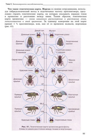 Что такое генетическая карта. Морган со своими сотрудниками, исполь­
зуя гибридологический метод и подсчитывая частоту кроссинговера, пред­
ложил строить генетические карты, на которых указывать порядок генов
в хромосоме и расстояние между ними. Таким образом, генетическая
карта хромосомы — схема взаимного расположения и расстояния генов,
локализованных в этой хромосоме. За единицу измерения на этой карте
принят 1 % кроссинговера, или, как её со временем назвали, морганида
(рис. 41).
Тема 5. Закономерности наследственности_______________________________________________
63
 