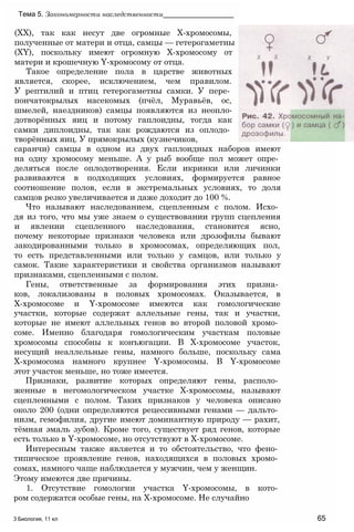 (XX), так как несут две огромные Х-хромосомы,
полученные от матери и отца, самцы — гетерогаметны
(XY), поскольку имеют огромную Х-хромосому от
матери и крошечную Y-хромосому от отца.
Такое определение пола в царстве животных
является, скорее, исключением, чем правилом.
У рептилий и птиц гетерогаметны самки. У пере­
пончатокрылых насекомых (пчёл, Муравьёв, ос,
шмелей, наездников) самцы появляются из неопло-
дотворённых яиц и потому гаплоидны, тогда как
самки диплоидны, так как рождаются из оплодо­
творённых яиц. У прямокрылых (кузнечиков,
Тема 5. Закономерности наследственности__________________
саранчи) самцы в одном из двух гаплоидных наборов имеют
на одну хромосому меньше. А у рыб вообще пол может опре­
деляться после оплодотворения. Если икринки или личинки
развиваются в подходящих условиях, формируется равное
соотношение полов, если в экстремальных условиях, то доля
самцов резко увеличивается и даже доходит до 100 %.
Что называют наследованием, сцепленным с полом. Исхо­
дя из того, что мы уже знаем о существовании групп сцепления
и явлении сцепленного наследования, становится ясно,
почему некоторые признаки человека или дрозофилы бывают
закодированными только в хромосомах, определяющих пол,
то есть представленными или только у самцов, или только у
самок. Такие характеристики и свойства организмов называют
признаками, сцепленными с полом.
Гены, ответственные за формирования этих призна­
ков, локализованы в половых хромосомах. Оказывается, в
Х-хромосоме и Y-хромосоме имеются как гомологические
участки, которые содержат аллельные гены, так и участки,
которые не имеют аллельных генов во второй половой хромо­
соме. Именно благодаря гомологическим участкам половые
хромосомы способны к конъюгации. В Х-хромосоме участок,
несущий неаллельные гены, намного больше, поскольку сама
Х-хромосома намного крупнее Y-хромосомы. В Y-хромосоме
этот участок меньше, но тоже имеется.
Признаки, развитие которых определяют гены, располо­
женные в негомологическом участке Х-хромосомы, называют
сцепленными с полом. Таких признаков у человека описано
около 200 (одни определяются рецессивными генами — дальто­
низм, гемофилия, другие имеют доминантную природу — рахит,
тёмная эмаль зубов). Кроме того, существует ряд генов, которые
есть только в Y-хромосоме, но отсутствуют в Х-хромосоме.
Интересным также является и то обстоятельство, что фено­
типическое проявление генов, находящихся в половых хромо­
сомах, намного чаще наблюдается у мужчин, чем у женщин.
Этому имеются две причины.
1. Отсутствие гомологии участка Y-хромосомы, в кото­
ром содержатся особые гены, на Х-хромосоме. Не случайно
3 Биология, 11 кл 65
 