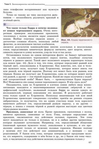 онно гемофилию воспринимают как мужскую
болезнь.
Точно по такому же типу наследуется даль­
тонизм — неспособность различать красный и
зелёный цвета.
Тема 5. Закономерности наследственности_________________________________________________
Что такое тельце Барра и почему возника­
ют кошки черепахового окраса. Очень инте­
ресным примером наследования признаков,
тепленных с полом, является окрас домашней
кошки. Вообще генетика окраски кошек —
достаточно сложная область, поскольку любой
фенотип, за исключением чистых альбиносов,
является результатом взаимодействия многих аллельных и неаллельных
генов, определяющих химическую формулу пигмента, цвет шерсти, интен­
сивность окраски и длину волосков, узор на теле и так далее.
Остановимся только на одном интересном факте: не бывает трёхцветных
котов, так называемого черепахового окраса (пятна, подобные лоскутам
чёрного и рыжего цвета). Такой цвет волосяного покрова характерен только
для кошек (рис. 44). Дело в том, что гены, которые определяют рыжий или
чёрный цвет, локализованы в Х-хромосоме. Как известно, кот, как и чело­
век мужского пола, получает одну Х-хромосому, которая может иметь ген
или рыжей, или чёрной окраски. Поэтому кот может быть или рыжим, или
чёрным. Кошка же получает две Х-хромосомы, одна из которых может нести
ген рыжей, а другая — ген чёрной окраски. Какой же окрас получится у подоб­
ной гетерозиготной особи? Может быть, — промежуточная бурая окраска?
Нет! Появляются эти самые кошки черепахового окраса. В чём здесь дело?
Оказывается, одна из Х-хромосом в клетках самки любого вида млеко­
питающих находится в инактивированном состоянии: свёрнутой в спе­
цифический «клубочек», названный тельцем Барра по имени одного из
исследователей, первым описавшим это явление. В результате работают
гены только одной из Х-хромосом. Поскольку инактивация той или иной
Х-хромосомы происходит совершенно случайно, причём на ранних стадиях
эмбриогенеза, то получается, что на одних участках кожи тела взрослого
животного работает ген, определяющий рыжую окраску, а на других —
чёрную, а кошка с генами чёрной и рыжей окраски выглядит как цветная
чёрно-рыжая мозаика.
Признаки, зависимые от пола. Кроме признаков, сцепленных с полом,
имеются признаки, зависимые от пола. Гены, которые определяют эти
признаки, «включаются» под действием половых гормонов. Эти гены
могут находиться не только в половых, но и в любых других хромосомах,
которые называют аутосомами. Например, ген, определяющий облысение
(типичный признак мужского пола), локализован в аутосоме, и его про­
явление зависит только от мужских половых гормонов. Именно поэтому
у мужчин этот ген действует как доминантный, а у женщин — как
рецессивный. У быков есть гены, которые контролируют продукцию моло­
ка, его жирность, содержание в нём белка и др., но у быков эти гены «мол­
чат», а «включаются» под действием женских половых гормонов только у
67
 