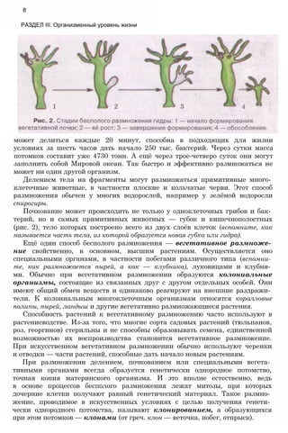 может делиться каждые 20 минут, способна в подходящих для жизни
условиях за шесть часов дать начало 250 тыс. бактерий. Через сутки масса
потомков составит уже 4730 тонн. А ещё через трое-четверо суток они могут
заполнить собой Мировой океан. Так быстро и эффективно размножаться не
может ни один другой организм.
Делением тела на фрагменты могут размножаться примитивные много­
клеточные животные, в частности плоские и кольчатые черви. Этот способ
размножения обычен у многих водорослей, например у зелёной водоросли
спирогиры.
Почкование может происходить не только у одноклеточных грибов и бак­
терий, но и самых примитивных животных — губок и кишечнополостных
(рис. 2), тело которых построено всего из двух слоёв клеток (вспомните, как
называется часть тела, из которой образуется новая губка или гидра).
Ещё один способ бесполого размножения — вегетативное размноже­
ние свойственно, в основном, высшим растениям. Осуществляется оно
специальными органами, в частности побегами различного типа (вспомни­
те, как размножается пырей, а как — клубника), луковицами и клубня­
ми. Обычно при вегетативном размножении образуются колониальные
организмы, состоящие из связанных друг с другом отдельных особей. Они
имеют общий обмен веществ и одинаково реагируют на внешние раздражи­
тели. К колониальным многоклеточным организмам относятся коралловые
полипы, пырей, ландыш и другие вегетативно размножающиеся растения.
Способность растений к вегетативному размножению часто используют в
растениеводстве. Из-за того, что многие сорта садовых растений (тюльпанов,
роз, георгинов) стерильны и не способны образовывать семена, единственной
возможностью их воспроизводства становится вегетативное размножение.
При искусственном вегетативном размножении обычно используют черенки
и отводки — части растений, способные дать начало новым растениям.
При размножении делением, почкованием или специальными вегета­
тивными органами всегда образуется генетически однородное потомство,
точная копия материнского организма. И это вполне естественно, ведь
в основе процессов бесполого размножения лежат митозы, при которых
дочерние клетки получают равный генетический материал. Такое размно­
жение, проводимое в искусственных условиях с целью получения генети­
чески однородного потомства, называют клонированием, а образующихся
при этом потомков — клонами (от греч. клон — веточка, побег, отпрыск).
8
РАЗДЕЛ III. Организменный уровень жизни
 