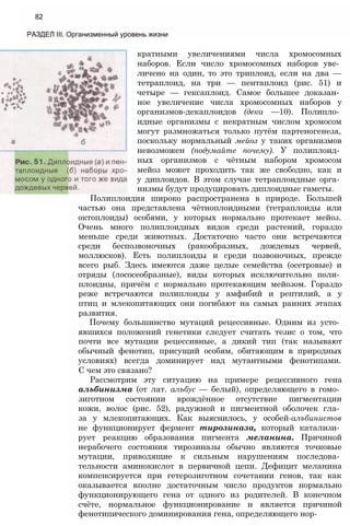 82
РАЗДЕЛ III. Организменный уровень жизни
кратными увеличениями числа хромосомных
наборов. Если число хромосомных наборов уве­
личено на один, то это триплоид, если на два —
тетраплоид, на три — пентаплоид (рис. 51) и
четыре — гексаплоид. Самое большее доказан­
ное увеличение числа хромосомных наборов у
организмов-декаплоидов (дека —10). Полипло­
идные организмы с некратным числом хромосом
могут размножаться только путём партеногенеза,
поскольку нормальный мейоз у таких организмов
невозможен (подумайте почему). У полиплоид­
ных организмов с чётным набором хромосом
мейоз может проходить так же свободно, как и
у диплоидов. В этом случае тетраплоидные орга­
низмы будут продуцировать диплоидные гаметы.
Полиплоидия широко распространена в природе. Большей
частью она представлена чётноплоидными (тетраплоиды или
октоплоиды) особями, у которых нормально протекает мейоз.
Очень много полиплоидных видов среди растений, гораздо
меньше среди животных. Достаточно часто они встречаются
среди беспозвоночных (ракообразных, дождевых червей,
моллюсков). Есть полиплоиды и среди позвоночных, прежде
всего рыб. Здесь имеются даже целые семейства (осетровые) и
отряды (лососеобразные), виды которых исключительно поли­
плоидны, причём с нормально протекающим мейозом. Гораздо
реже встречаются полиплоиды у амфибий и рептилий, а у
птиц и млекопитающих они погибают на самых ранних этапах
развития.
Почему большинство мутаций рецессивные. Одним из усто­
явшихся положений генетики следует считать тезис о том, что
почти все мутации рецессивные, а дикий тип (так называют
обычный фенотип, присущий особям, обитающим в природных
условиях) всегда доминирует над мутантными фенотипами.
С чем это связано?
Рассмотрим эту ситуацию на примере рецессивного гена
альбинизма (от лат. алъбус — белый), определяющего в гомо­
зиготном состоянии врождённое отсутствие пигментации
кожи, волос (рис. 52), радужной и пигментной оболочек гла­
за у млекопитающих. Как выяснилось, у особей-алъбинистов
не функционирует фермент тирозиназа, который катализи­
рует реакцию образования пигмента меланина. Причиной
нерабочего состояния тирозиназы обычно являются точковые
мутации, приводящие к сильным нарушениям последова­
тельности аминокислот в первичной цепи. Дефицит меланина
компенсируется при гетерозиготном сочетании генов, так как
оказывается вполне достаточным число продуктов нормально
функционирующего гена от одного из родителей. В конечном
счёте, нормальное функционирование и является причиной
фенотипического доминирования гена, определяющего нор-
 