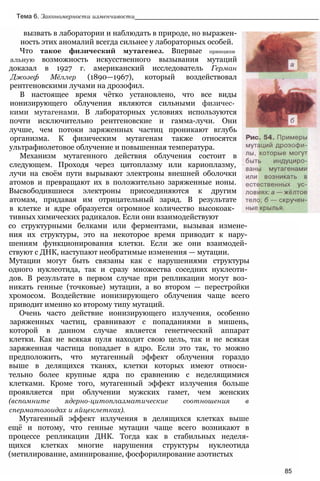 Тема 6. Закономерности изменчивости____________________________________________________
вызвать в лаборатории и наблюдать в природе, но выражен-
ность этих аномалий всегда сильнее у лабораторных особей.
Что такое физический мутагенез. Впервые принципи­
альную возможность искусственного вызывания мутаций
доказал в 1927 г. американский исследователь Герман
Джозеф Мёллер (1890—1967), который воздействовал
рентгеновскими лучами на дрозофил.
В настоящее время чётко установлено, что все виды
ионизирующего облучения являются сильными физичес­
кими мутагенами. В лабораторных условиях используются
почти исключительно рентгеновские и гамма-лучи. Они
лучше, чем потоки заряженных частиц проникают вглубь
организма. К физическим мутагенам также относятся
ультрафиолетовое облучение и повышенная температура.
Механизм мутагенного действия облучения состоит в
следующем. Проходя через цитоплазму или кариоплазму,
лучи на своём пути вырывают электроны внешней оболочки
атомов и превращают их в положительно заряженные ионы.
Высвободившиеся электроны присоединяются к другим
атомам, придавая им отрицательный заряд. В результате
в клетке и ядре образуется огромное количество высокоак­
тивных химических радикалов. Если они взаимодействуют
со структурными белками или ферментами, вызывая измене­
ния их структуры, это на некоторое время приводит к нару­
шениям функционирования клетки. Если же они взаимодей­
ствуют с ДНК, наступают необратимые изменения — мутации.
Мутации могут быть связаны как с нарушениями структуры
одного нуклеотида, так и сразу множества соседних нуклеоти­
дов. В результате в первом случае при репликации могут воз­
никать генные (точковые) мутации, а во втором — перестройки
хромосом. Воздействие ионизирующего облучения чаще всего
приводит именно ко второму типу мутаций.
Очень часто действие ионизирующего излучения, особенно
заряженных частиц, сравнивают с попаданиями в мишень,
которой в данном случае является генетический аппарат
клетки. Как не всякая пуля находит свою цель, так и не всякая
заряженная частица попадает в ядро. Если это так, то можно
предположить, что мутагенный эффект облучения гораздо
выше в делящихся тканях, клетки которых имеют относи­
тельно более крупные ядра по сравнению с неделящимися
клетками. Кроме того, мутагенный эффект излучения больше
проявляется при облучении мужских гамет, чем женских
(вспомните ядерно-цитоплазматические соотношения в
сперматозоидах и яйцеклетках).
Мутагенный эффект излучения в делящихся клетках выше
ещё и потому, что генные мутации чаще всего возникают в
процессе репликации ДНК. Тогда как в стабильных неделя-
щихся клетках многие нарушения структуры нуклеотида
(метилирование, аминирование, фосфорилирование азотистых
85
 