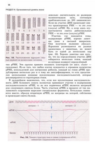 96
РАЗДЕЛ III. Организменный уровень жизни
довольно значительную по размерам
полипептидную цепь, состоящую
приблизительно из 300 аминокислот.
Если на участке ДНК происходит син­
тез транспортных РНК — то это гены
(локусы) тРНК. Ну, а если здесь осу­
ществляется синтез рибосомальных
РНК — то это гены (локусы) рРНК.
Участки, где находятся гены,
кодирующие рРНК, хорошо замет­
ны даже в световой микроскоп.
Они получили название ядрышек.
Ядрышки размещаются на разных
хромосомах у животных, их может
быть от одной до нескольких пар
(рис. 58). Хорошо заметны они пото­
му, что на определённом участке ДНК
собирается несколько генов, каждый
из которых кодирует определённый
тип рРНК. Эти группы принято называть кластерами (от англ. cluster —
скопление). Из-за того, что любая клетка нуждается в огромном количестве
рРНК, используемой для построения рибосом, каждый из генов рРНК про­
дублирован несколько раз и к тому же амплифицирован, то есть представ­
лен несколькими копиями нуклеотидных последовательностей, которые
реплицируются со структурных генов.
В дальнейшем выяснилось, что, если вся нуклеотидная последователь­
ность ДНК белкового локуса полностью принимает участие в кодировании
последовательности иРНК, то не вся первичная иРНК является матрицей
для следующего синтеза белка. Часть участков иРНК в процессе её так на­
зываемого созревания вырезают специальные ферменты. Остальные сшива­
ются вместе, образуя вторичную иРНК, из матрицы на которой, собственно
и происходит синтез белков.
 
