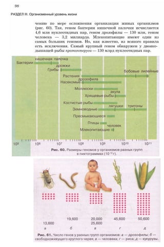 чению по мере осложнения организации живых организмов
(рис. 60). Так, геном бактерии кишечной палочки исчисляется
4,6 млн нуклеотидных пар, геном дрозофилы — 130 млн, геном
человека — 3,2 милиарда. Млекопитающие имеют один из
самых больших геномов. Но, как известно, из всякого правила
есть исключения. Самый крупный геном обнаружен у двояко­
дышащей рыбы протоптеруса — 130 млрд нуклеотидных пар.
98
РАЗДЕЛ III. Организменный уровень жизни
 