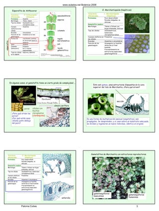 Caracteres
diferenciales
Cl. Anthoceropsida
(Antoceros)
Protonema Ausente
Morfología Taloso, simple
Tipo de células Isodiamétricas, 1
cloroplasto/célula
Cuerpos
oleíferos en las
células
Ausentes
Rizoides Unicelulares
Posición de los
gametangios
Hundidos en el talo
Protección crecimiento continuo,
no encerrado hasta la
madurez
Seta Ausente
Columela Presente
Dehiscencia Por 2 fisuras
longitudinales
Tipos de células
en la cápsula
Esporas y eláteres
Esporofito de Anthoceros
pseudoeláteres
esporas
columela
región
meristemática
pié
tejido
gametofítico
esporofito
Caracteres
diferenciales
Cl. Marchantiopsida
(Hepáticas)
Protonema Poco desarrollado
Paredes delgadas, no
oblicuas
Gametofito maduro
Morfología Taloso o folioso con
hojas bilobadas, disticas
Tipo de células Isodiamétricas,
numerosos
cloroplastos/célula
Cuerpos oleíferos en
las células
Presentes
Rizoides Ausentes o unicelulares
Posición de los
gametangios
Arquegonio no hundido;
Anteridio al final
hundido
Frecuentemente en
estructuras especiales:
gametangióforos
Cl. Marchantiopsida (hepáticas)
poro
¿Para qué sirven los
poros?
¿Por qué están esas
células justo debajo
del poro?
células con
muchos
cloroplastos
(clorénquima)
cámara aerífera
En algunos casos, el gametofito tiene un cierto grado de complejidad ...
poros
Esto son gemas, unas estructuras dispuestas en la cara
superior del talo de Marchantia. ¿Para qué sirven?
sección
Es una forma de multiplicación asexual (vegetativa), son
propágulos. Se desprenden, y si caen sobre un substrato adecuado,
se dividen y regeneran un nuevo individuo, idéntico al original.
Caracteres
diferenciales
Cl. Marchantiopsida
(Hepáticas)
Protonema Poco desarrollado
Paredes delgadas, no
oblicuas
Gametofito maduro
Morfología Taloso o folioso con hojas
bilobadas, disticas
Tipo de células Isodiamétricas, numerosos
cloroplastos/célula
Cuerpos oleíferos
en las células
Presentes
Rizoides Ausentes o unicelulares
Posición de los
gametangios
Arquegonio no hundido;
Anteridio al final hundido
Frecuentemente en
estructuras especiales:
gametangióforos
arquegonio
anteridio
Gametofitos de Marchantia con estructuras reproductoras
gametangióforos
femeninos
gametangióforos
masculinos
www.aulados.net Botánica 2008
Paloma Cubas 3
 