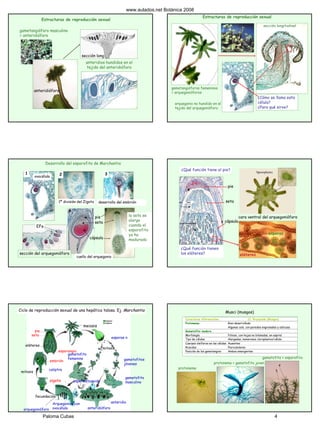 anteridióforo
gametangióforo masculino
= anteridióforo
anteridios hundidos en el
tejido del anteridióforo
sección long.
Estructuras de reproducción sexual
gametangióforos femeninos
= arquegonióforos
sección longitudinal
arquegonio no hundido en el
tejido del arquegonióforo
¿Cómo se llama esta
célula?
¿Para qué sirve?
Estructuras de reproducción sexual
Desarrollo del esporofito de Marchantia
pie
seta
cápsula
sección del arquegonióforo
1 2 3
4 5
la seta se
alarga
cuando el
esporofito
ya ha
madurado
ovocélula
1ª división del Zigoto desarrollo del embrión
EFs
cuello del arquegonio
pie
seta
cara ventral del arquegonióforo
cápsula
esporas
eláteres
¿Qué función tienen
los eláteres?
¿Qué función tiene el pie?
Ciclo de reproducción sexual de una hepática talosa. Ej. Marchantia
esporas n
mitosis
gametofitos
jóvenes
gametofito
masculino
gametofito
femenino
anteridio
anteridióforo
Arquegonios con
ovocélula
espermatozoide
fecundación
mitosis
embrión
caliptra
esporangio
eláteres
seta
pie
zigoto
meiosis
arquegonióforo
Musci (musgos)
Caracteres diferenciales Cl. Bryopsida (Musgos)
Protonema Bien desarrollado
Algunas cels. con paredes engrosadas y oblicuas
Gametofito maduro
Morfología Folioso, con hojas no bilobadas, en espiral
Tipo de células Alargadas, numerosos cloroplastos/célula
Cuerpos oleíferos en las células Ausentes
Rizoides Pluricelulares
Posición de los gametangios Ambos emergentes
protonema
protonema + gametofito joven
gametofito + esporofito
www.aulados.net Botánica 2008
Paloma Cubas 4
 