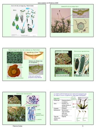 Ciclo vital de un musgo (ej. Polytrichum)
Gametofito de un musgo típico
sección de un filidio
sección del
caulidio
Algunos musgos son algo más complejos, ej. Polytrichum
hidroides
leptoides
cortex (formado por estereidas)
sección de un filidio
láminas con células ricas
en cloroplastos
¿Cúal es la ventaja de
presentar estas láminas
Gametofito masculino
sección longitudinal del ápice
Anteridios
Estructuras reproductoras
pared del
gametangio
anteridios emergentes
arquegonios
Gametofito femenino
cuello
vientre
ovocélula
(gameto fem.)
Estructuras reproductoras
arquegonios emergentes
Esporofito
Protección Emerge antes de
la madurez
Seta Presente, se
alarga durante el
desarrollo
Columela Presente
Dehiscencia Mecanismos
especializados:
opérculos,
peristomas
Tipos de
células en la
cápsula
Esporas
La caliptra está formada por los restos del arquegonio que
se rompe al crecer el esporofito. ¿Qué papel desempeña?
esporofito
sin
caliptra
esporofito
con
caliptra
caliptra
seta
EF
GF
cuello del
arquegonio
(gametofito)
www.aulados.net Botánica 2008
Paloma Cubas 5
 