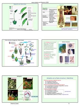 GF
EF opérculo
cápsula
opérculo
dientes del peristoma
columela
tejido estéril (pared)
esporas
dientes del
peristoma
arquegonio
seta
cápsula
caliptra
pie
seta
Esporofito de Polytrichum
Esporofito
Protección Emerge antes de
la madurez
Seta Presente, se
alarga durante el
desarrollo
Columela Presente
Dehiscencia Mecanismos
especializados:
opérculos,
peristomas
Tipos de
células en la
cápsula
Esporas
dientes del
peristoma
opérculo
nematondos artrodontos
tipos de dientes
el tipo de dientes del peristoma es un
buen caracter taxonómico
Ciclo vital de un musgo (ej. Polytrichum)
esporas
setacaliptra
mitosismeiosis
fecundación
espermatozoide
ovocélula
gametofito
femenino
gametofito
masculino
gametofito
joven
yema
protonema
anteridios
arquegonios
esporofito
maduro
haploide (n)
diploide (2n)
embrión
zigoto
esporofito
joven
mitosis
Los esfagnos son un grupo
particular de musgos,
adaptados a vivir en
medios encharcados.
Su anatomia foliar y
caulinar es diferente de la
de los demás musgos.
Las células huecas y
transparentes
(hialocistes) son capaces
de retener aire. Sólo los
clorocistes tienen
cloroplastos y hacen
fotosíntesis
opérculo
columela
pie
pseudopodio
Gametofito
Gametofito
Esporofito
Sphagnum
No tiene seta
Sistemática de las Plantas terrestres (= Embriófitos)
Plantas no vasculares, dispersan esporas
Div. Bryophyta (briófitos)
Div. Hepatophyta (hepáticas)
Div. Anthocerophyta (antoceros)
Plantas vasculares sin semillas, dispersan esporas
Div. Lycopodiophyta (licopodios, selaginellas e isoetes)
Div. Equisetophyta (equisetos)
Div. Pteridophyta (helechos)
Plantas vasculares con semillas
Div. Cycadophyta (cícadas)
Div. Coniferophyta (coniferas)
Div. Ginkgophyta (ginkgos)
Div. Gnetophyta (Gnetum, efedras, etc)
Div. Magnoliophyta (plantas con flores = angiospermas)
gimnospermas
www.aulados.net Botánica 2008
Paloma Cubas 6Volver a Curso de Botánica
 
