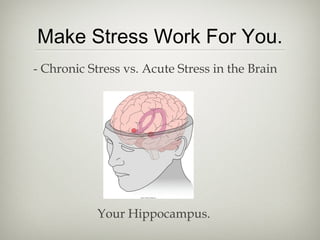 Make Stress Work For You.
- Chronic Stress vs. Acute Stress in the Brain
Your Hippocampus.
 