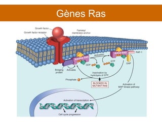 Gènes Ras 