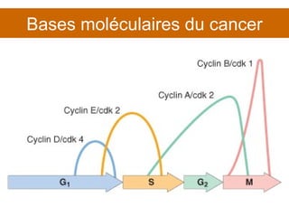 Bases moléculaires du cancer 