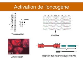 Activation de l’oncogène Translocation Amplification Mutation Insertion d’un rétrovirus (Ex: HTLV1) NMYC 