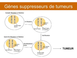 Gènes suppresseurs de tumeurs TUMEUR 