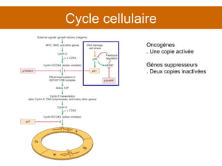 Cycle cellulaire Oncogènes . Une copie activée Gènes suppresseurs . Deux copies inactivées 