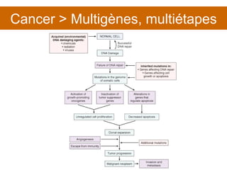 Cancer > Multigènes, multiétapes 