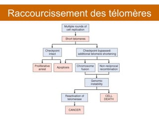 Raccourcissement des télomères 