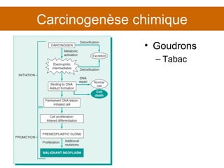 Carcinogenèse chimique Goudrons Tabac 