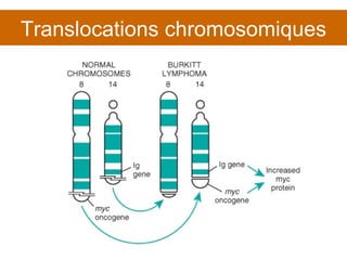 Translocations chromosomiques 