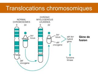Translocations chromosomiques Gène de  fusion 