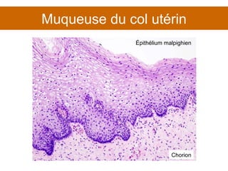 Muqueuse du col utérin Épithélium malpighien Chorion 
