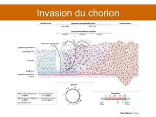 Invasion du chorion 