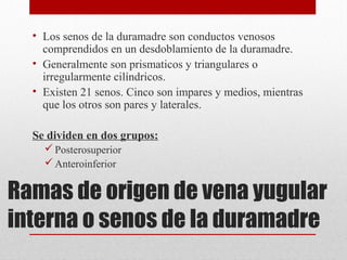 Ramas de origen de vena yugular
interna o senos de la duramadre
• Los senos de la duramadre son conductos venosos
comprendidos en un desdoblamiento de la duramadre.
• Generalmente son prismaticos y triangulares o
irregularmente cilíndricos.
• Existen 21 senos. Cinco son impares y medios, mientras
que los otros son pares y laterales.
Se dividen en dos grupos:
Posterosuperior
Anteroinferior
 