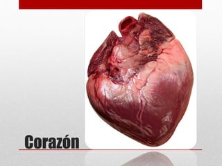 Corazón
 