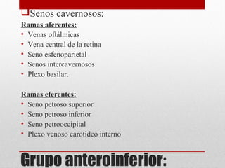 Grupo anteroinferior:
Senos cavernosos:
Ramas aferentes:
• Venas oftálmicas
• Vena central de la retina
• Seno esfenoparietal
• Senos intercavernosos
• Plexo basilar.
Ramas eferentes:
• Seno petroso superior
• Seno petroso inferior
• Seno petrooccipital
• Plexo venoso carotideo interno
 