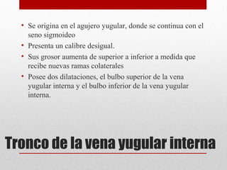 Tronco de la vena yugular interna
• Se origina en el agujero yugular, donde se continua con el
seno sigmoideo
• Presenta un calibre desigual.
• Sus grosor aumenta de superior a inferior a medida que
recibe nuevas ramas colaterales
• Posee dos dilataciones, el bulbo superior de la vena
yugular interna y el bulbo inferior de la vena yugular
interna.
 
